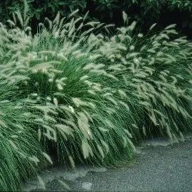 thumbnail for publication: Pennisetum alopecuroides 'Hameln' Dwarf Fountain Grass, Australian Fountain Grass